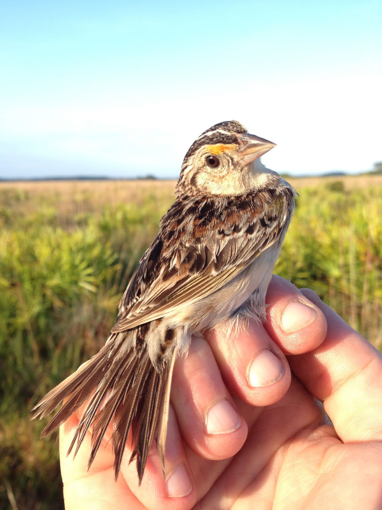Florida grasshopper sparrow